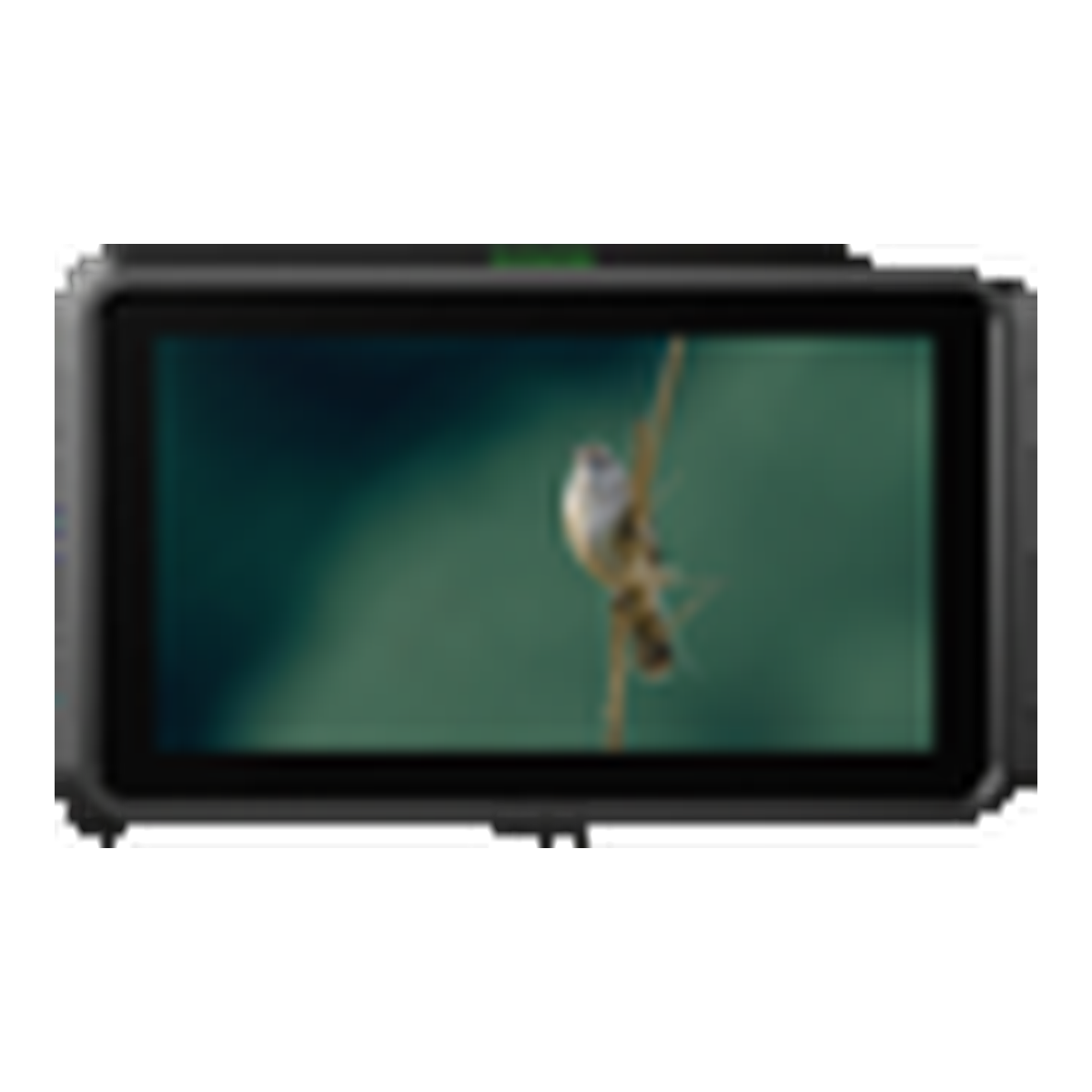 moniter Shinobi Atomos 7